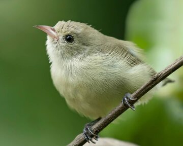 Bird photo taken by Ameya